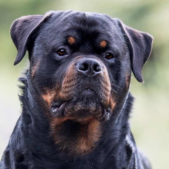 Meet your Posher, Anne - Picture 2 of 15